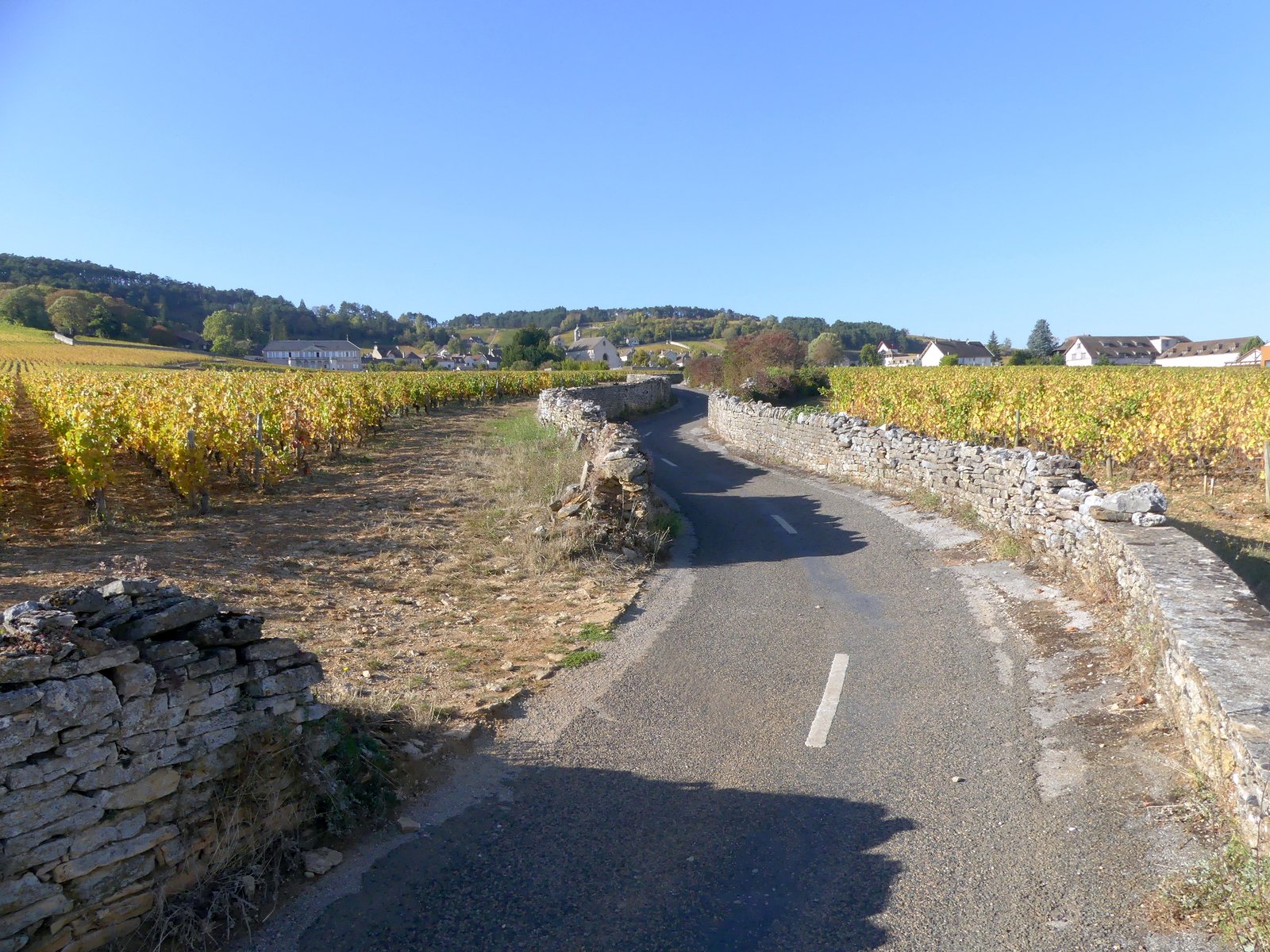 Road leading to Volnay through golden autumn vines