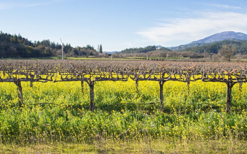 Vineyard with yellow mustard flowers in Napa Valley