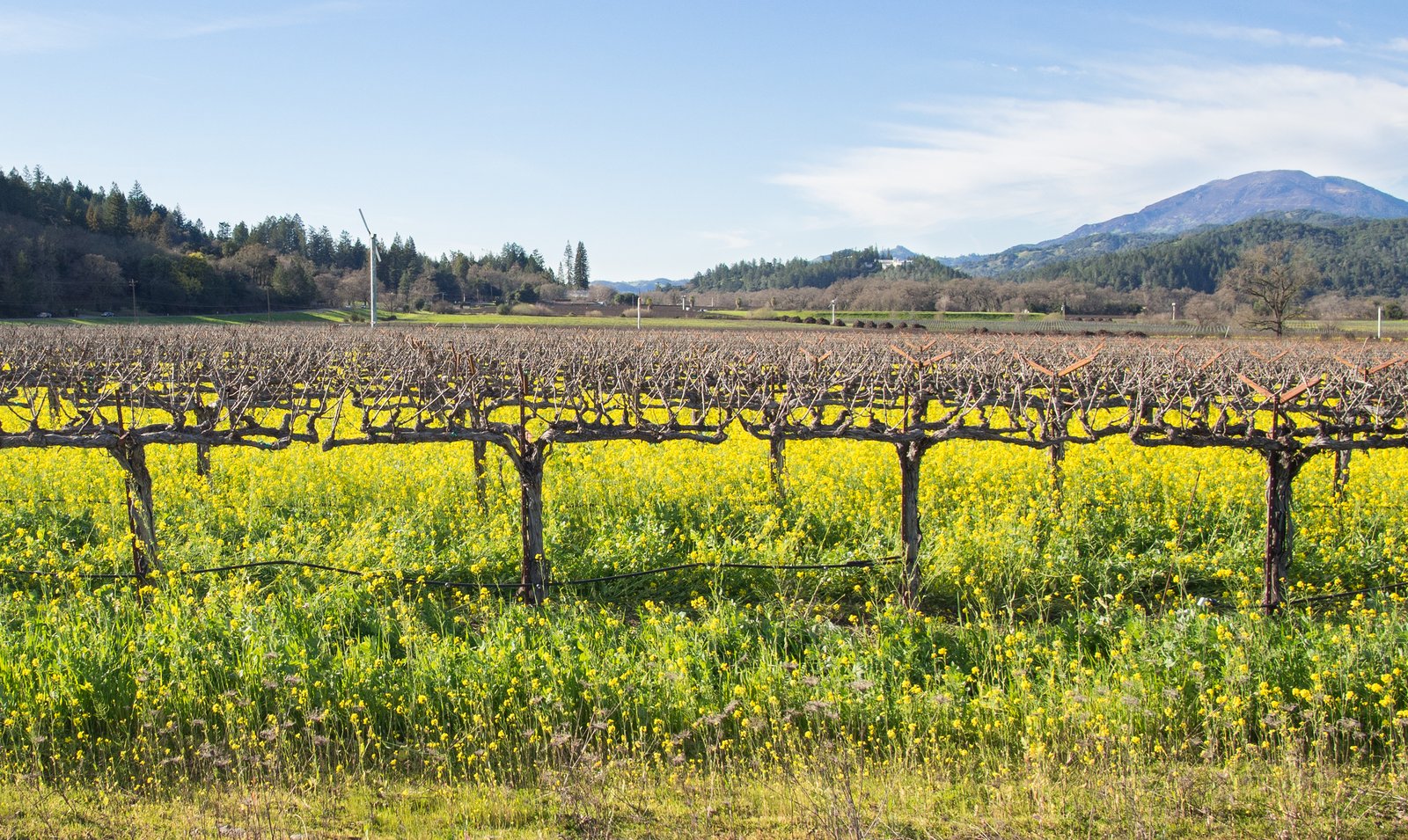 Vineyard with yellow mustard flowers in Napa Valley